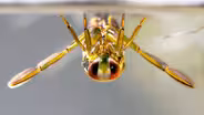Backswimmer Insects Drag Prey Into the Upside Down