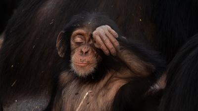 Chimpanzees Dig for Fresh Water