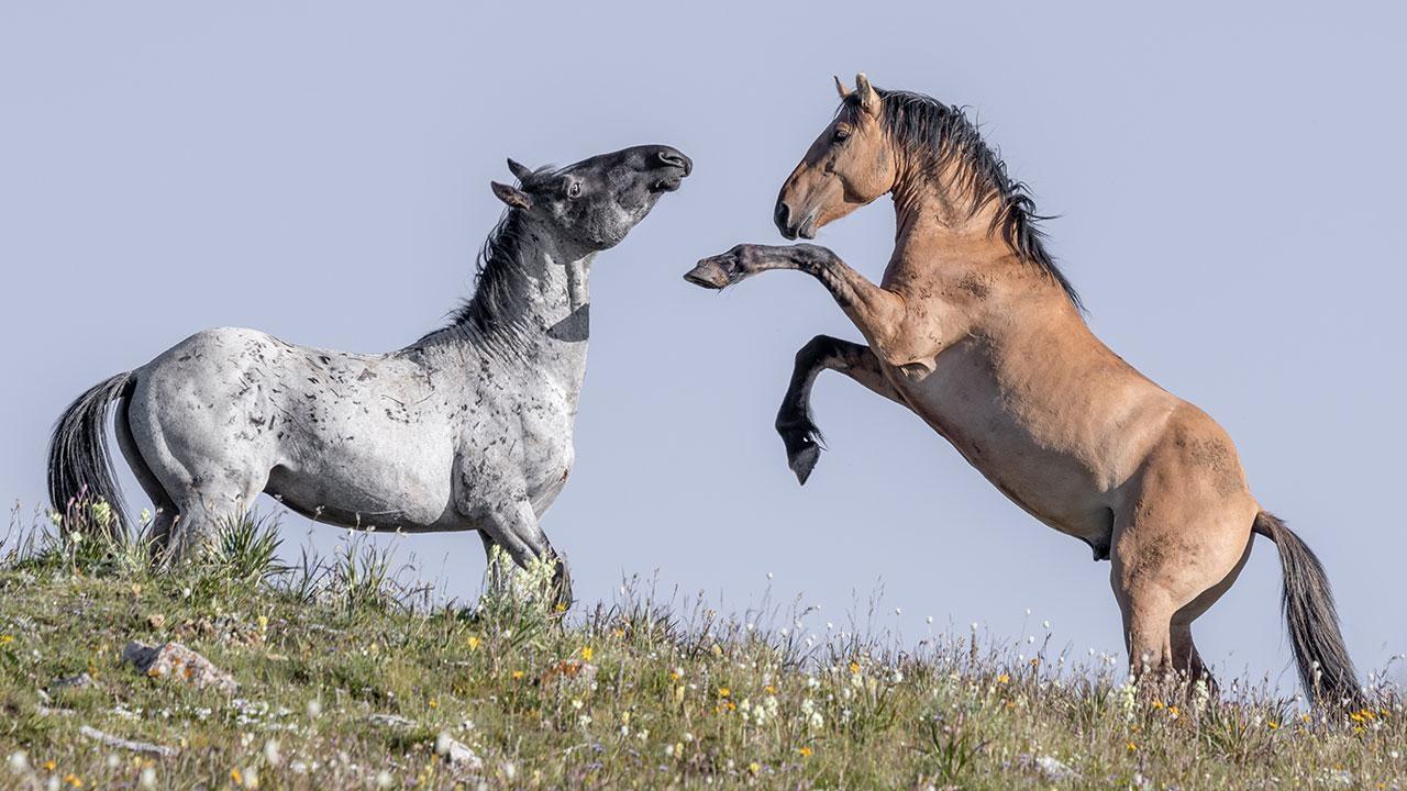 Chad Hanson might know more about Wyoming's wild horses than anyone. His new book is proof.
