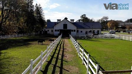 Video thumbnail: Short Takes The Lands at Hillside Farms
