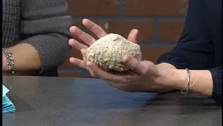 Big Hollow Dino Bones
