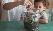 Plant a Terrarium
