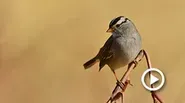 Bird Watching Across Arizona