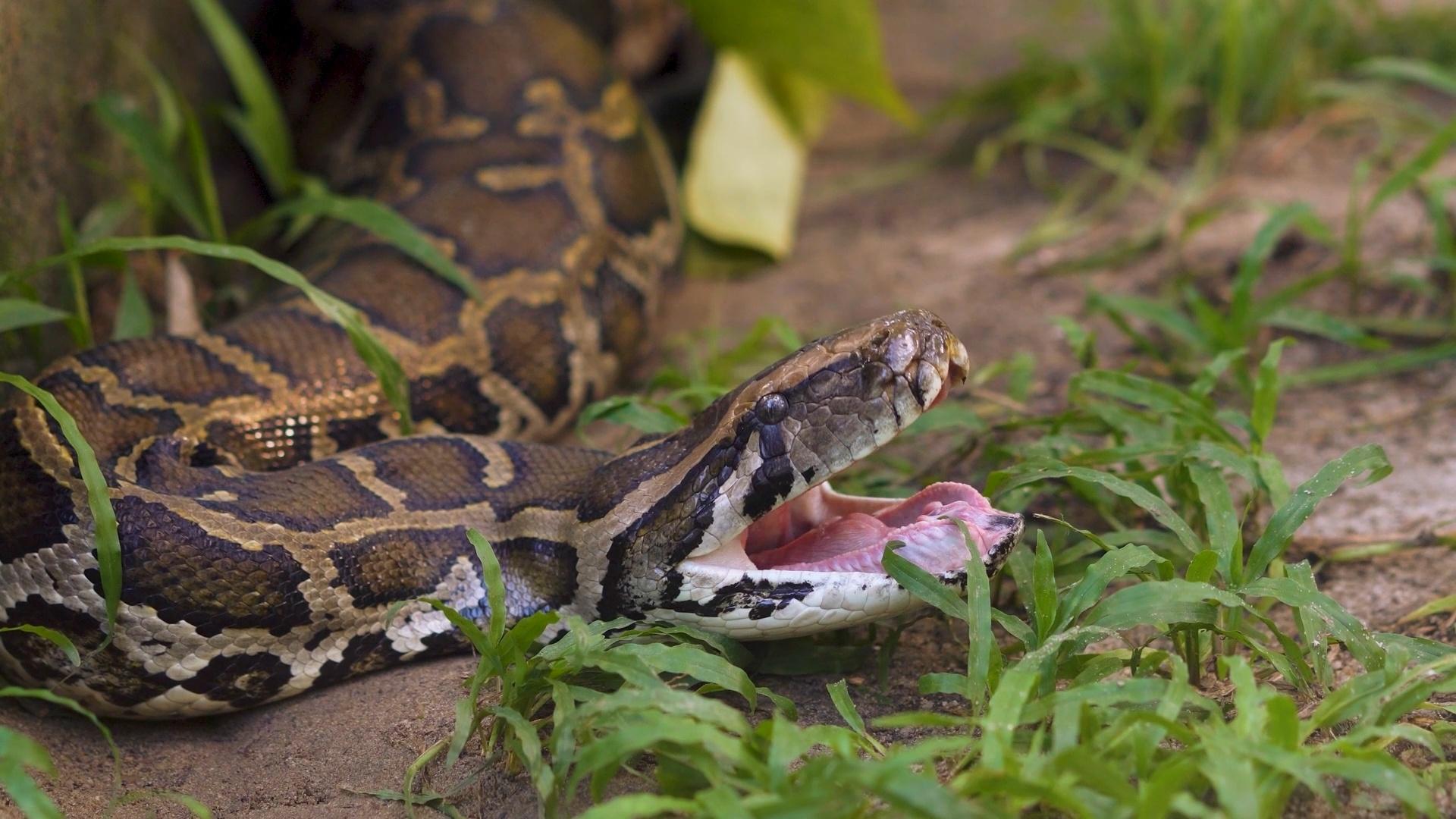 A Burmese python with its mouth open.