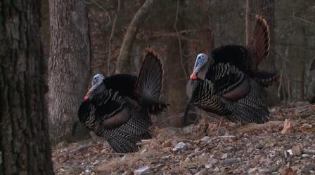 Video thumbnail: OzarksWatch Video Magazine Missouri Conservation-The Ozarks Outdoors