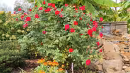 Volunteer Gardener 3321