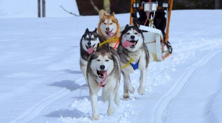Video thumbnail: Assignment: Maine Dog Sledding