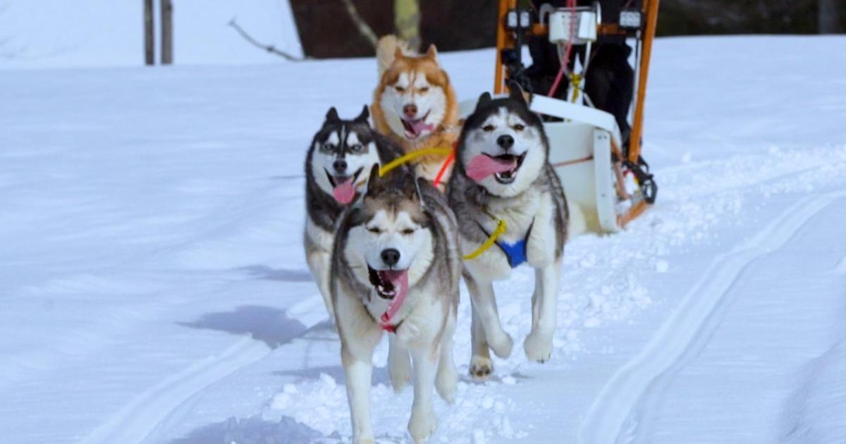 Assignment Maine Dog Sledding PBS