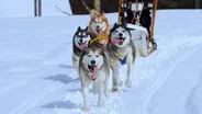 Dog Sledding