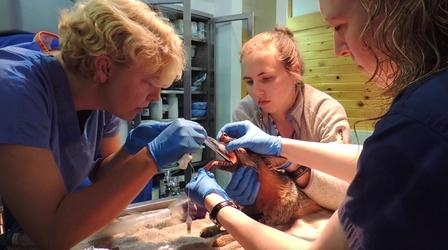 Video thumbnail: Untamed Wildlife Research