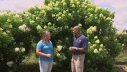 Hydrangea paniculata & Narrow Trees