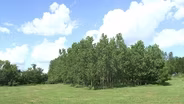 The Center for Agroforestry