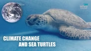 Climate Change and Sea Turtles