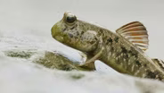 This Fish Walks on Land and Leaps for Love