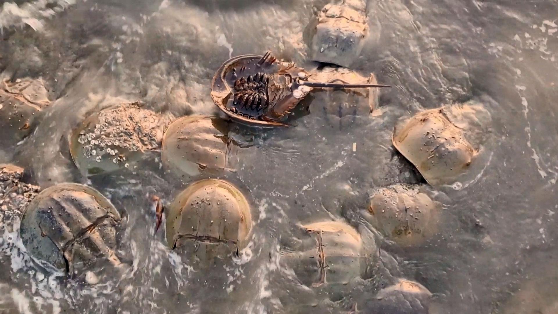 A look at the horsehoe crab, one of the Earth's oldest living species, narrated by Dr. Abner Lall.