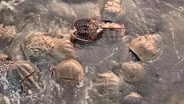 Moon Crab