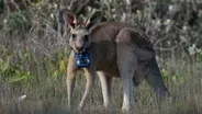 Preview of Animals with Cameras: Australia