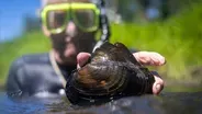 Building Mussels