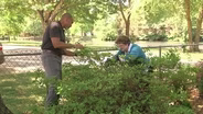 Pruning Azaleas & Tree Borers