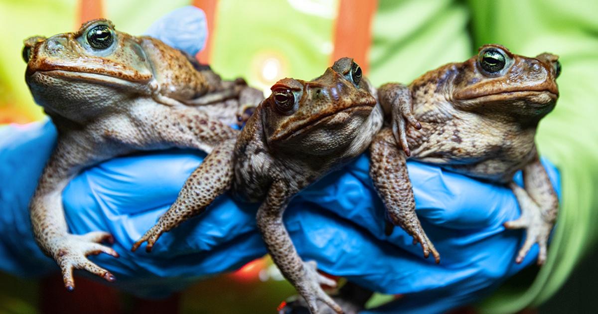 Fascinating Fails  Invasion of the Toxic Toads: Nature's Most