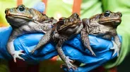 Invasion of the Toxic Toads: Nature's Most Successful Failure