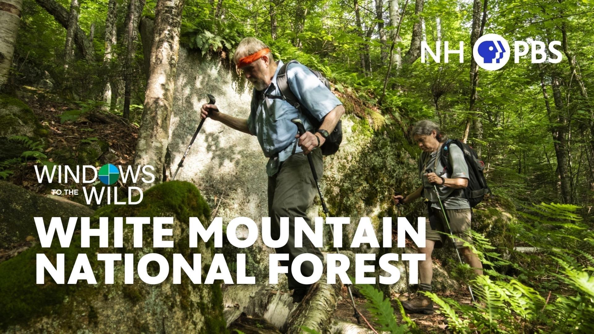 Windows to the Wild White Mountain National Forest Season 14