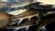 Klamath Suckers