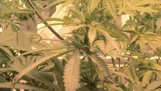 POT, POLITICS AND THE POLICE