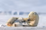 Nature : Snow Bears