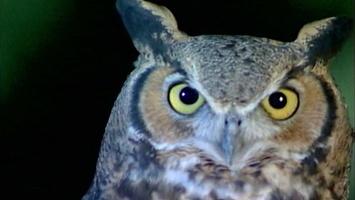 Owls Don't Have Eyeballs  Office for Science and Society - McGill  University