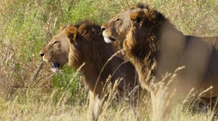 Video thumbnail: Big Cats 24/7 Intruding Male Lions Threaten the Xudum Pride Cubs