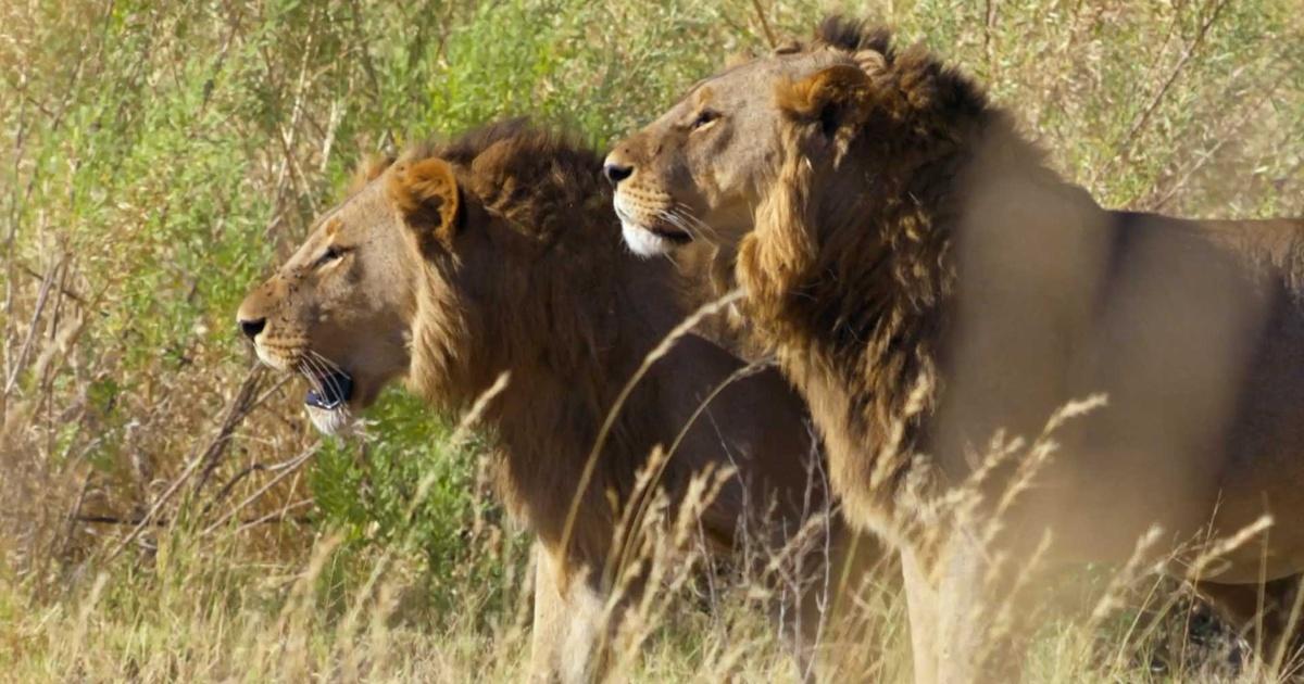 Big Cats 24/7 | Intruding Male Lions Threaten the Xudum Pride Cubs ...