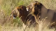 Intruding Male Lions Threaten the Xudum Pride Cubs