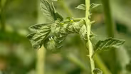 Garden Pests