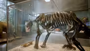 Prehistoric Landscapes (Preview)