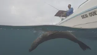 A Sea Lion Chase