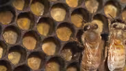 Honey Bees Make Honey ... and Bread?