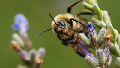Rusty-Patched Rescue: Saving America's Wild Bees