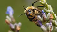 Rusty-Patched Rescue: Saving America's Wild Bees