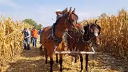 Cornhusking, Harvesting Heritage