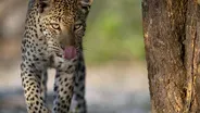 Outlanders | Big Cats, Small World