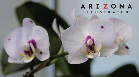 Video thumbnail: Arizona Illustrated Orchids, Food, Housing