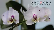 Orchids, Food, Housing