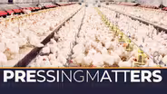 Pressing Matters | Bird Flu