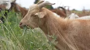 Goats Eat Weeds