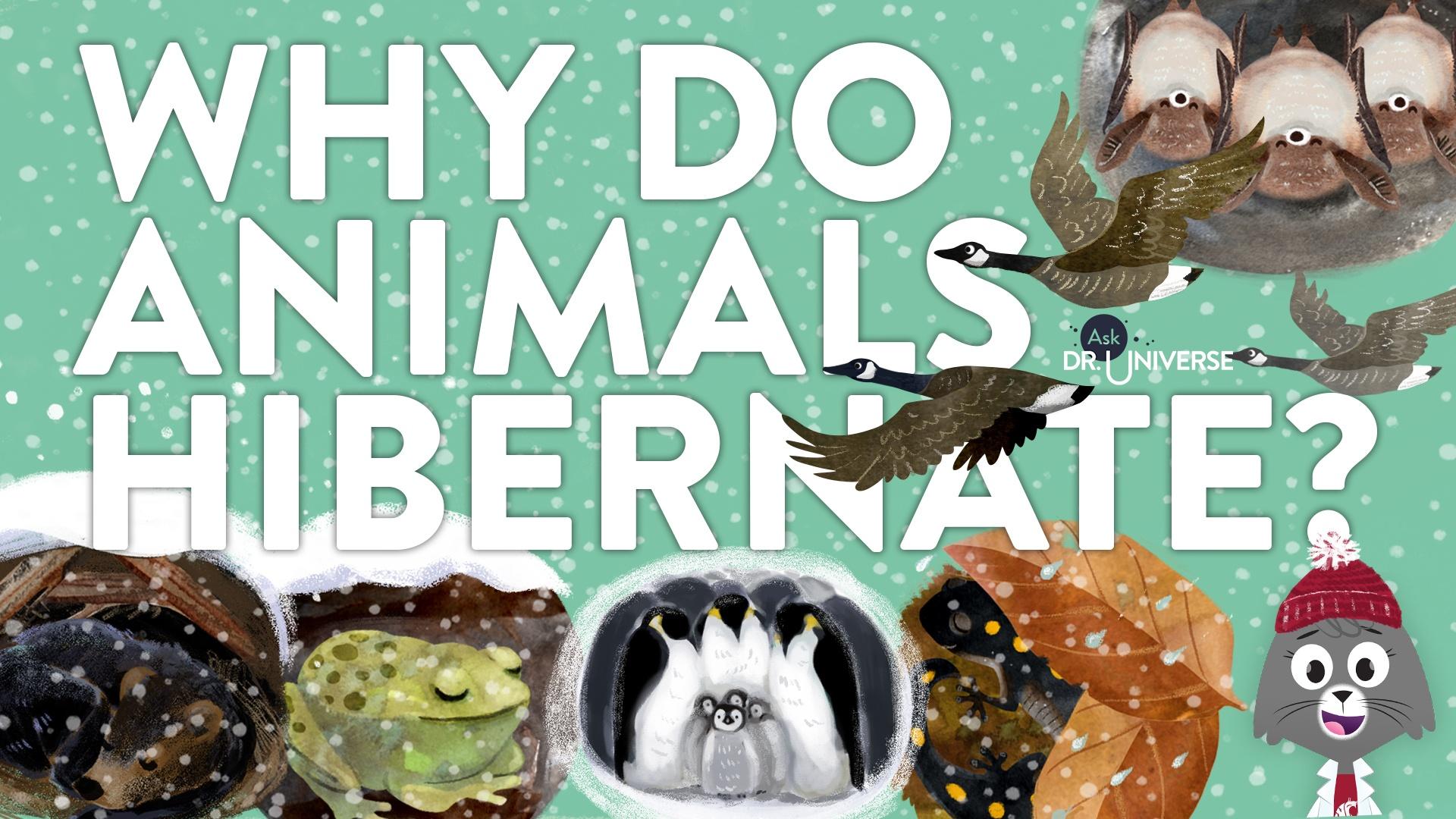 Ask Dr. Universe | Why Do Animals Hibernate? | Episode 7 | PBS