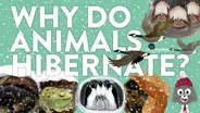 Why Do Animals Hibernate?