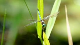 Animal Myths Part 2: Invertebrates: asset-mezzanine-16x9