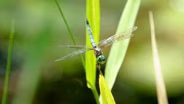Animal Myths Part 2: Invertebrates