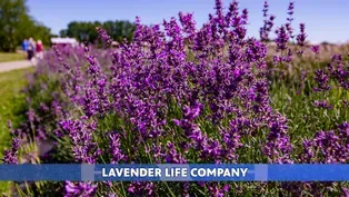 Lavender Life Company